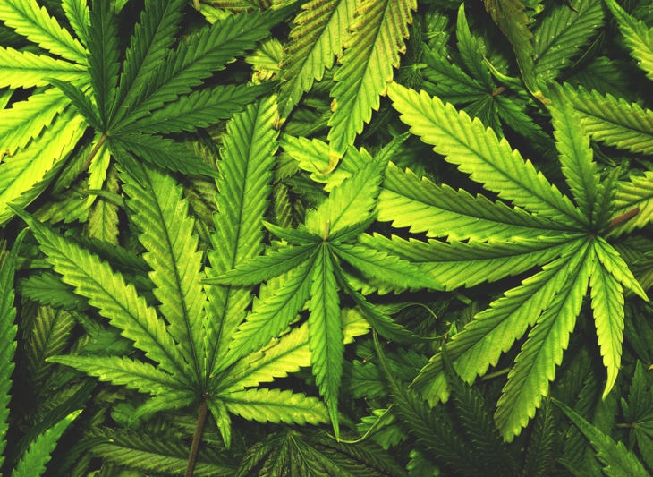 Marihuana