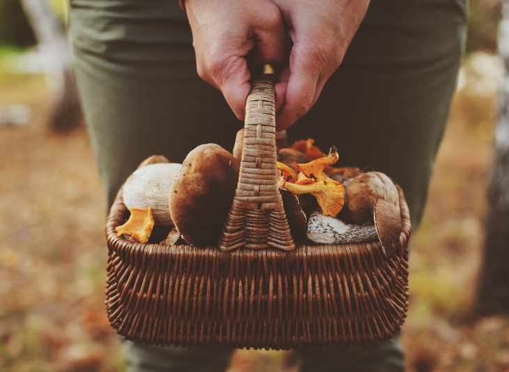 houby