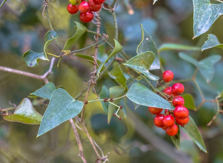 Smilax