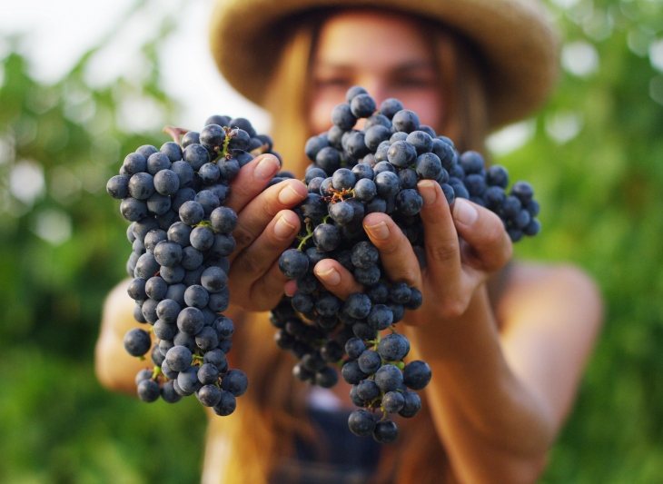 Vinobraní