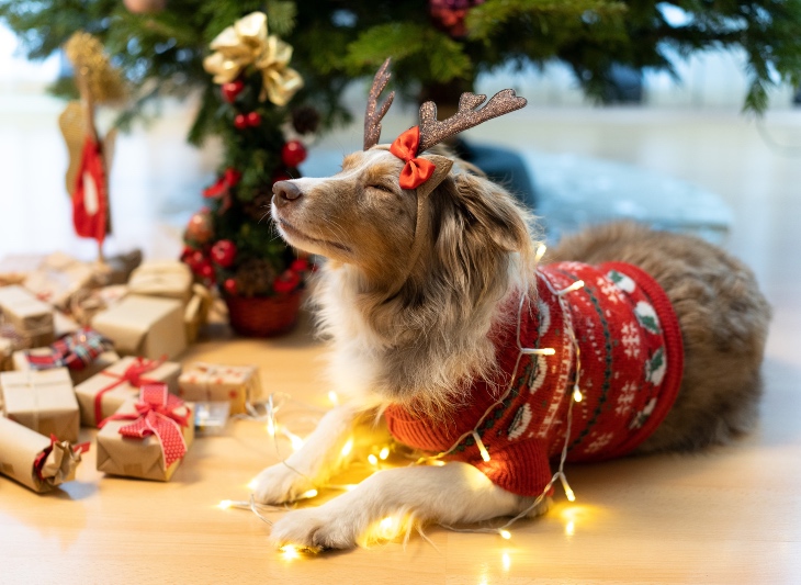 Strasti adventních dnů